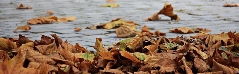 Autumn foliage in a forest